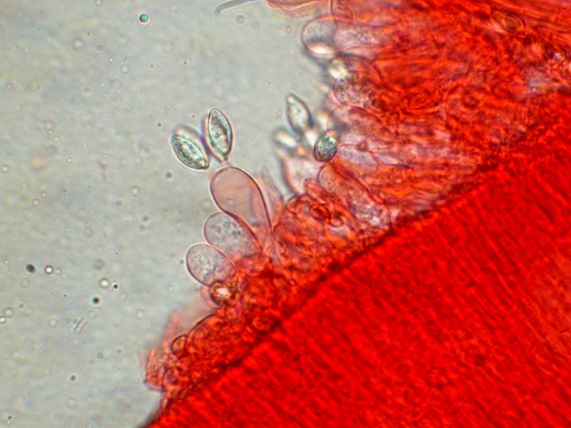 Clitopilus  cystidiatus       Hauskn. & Noordel.